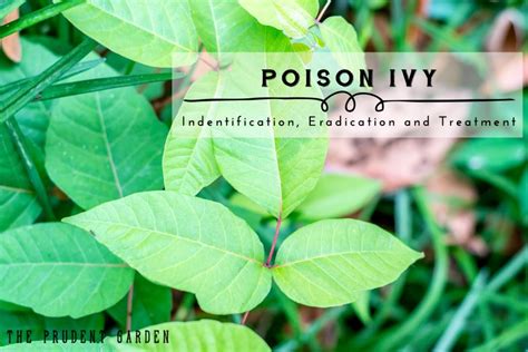 Poison Ivy Identification Eradication And Treatment