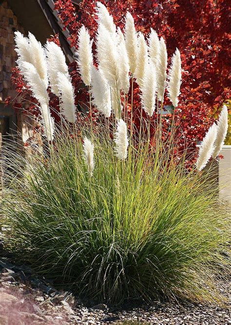 Top 10 Ornamental Grasses For Containers Ornamental Grass Landscape