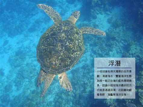 Snorkeling In Xiao Liuqiu Snorkeling Turtle Sea Turtle
