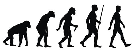 cuales son las etapas de la evolucion del hombre las etapas de evolucion del hombre oh