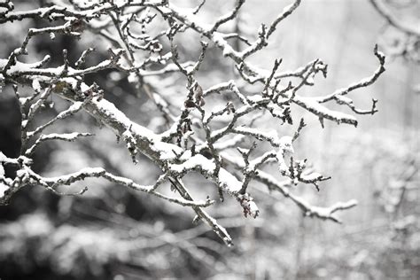 Gratis Billeder Træ Natur Afdeling Sne Kold Vinter Sort Og Hvid