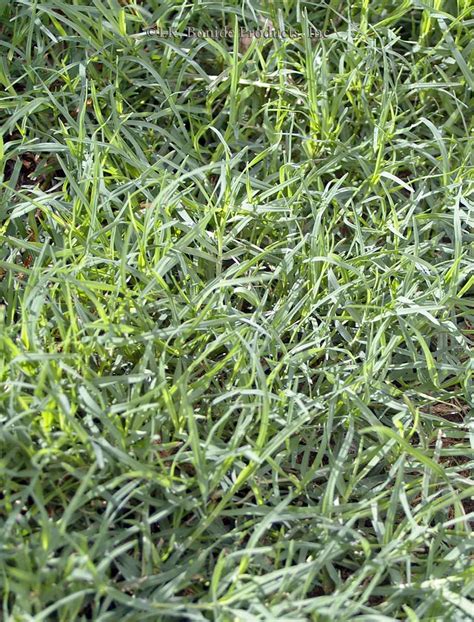 Bermuda Grass Bonide
