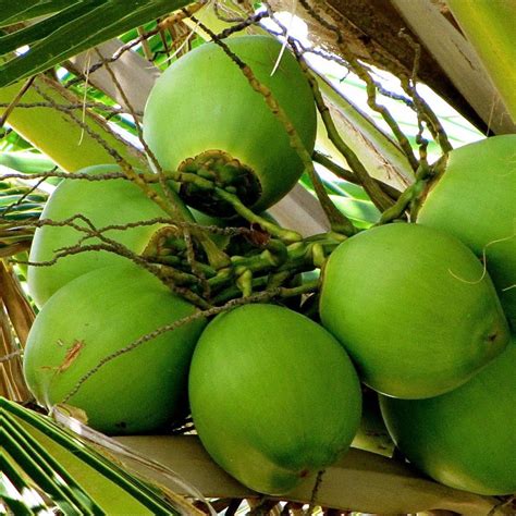How to open a coconut. Green Coconut - Florida Coconuts - Store