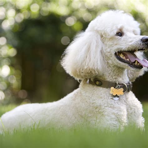 Are Standard Poodles The Smartest Dog