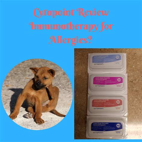 The Cytopoint Review Immunotherapy For Allergies The Animal Doctor Blog