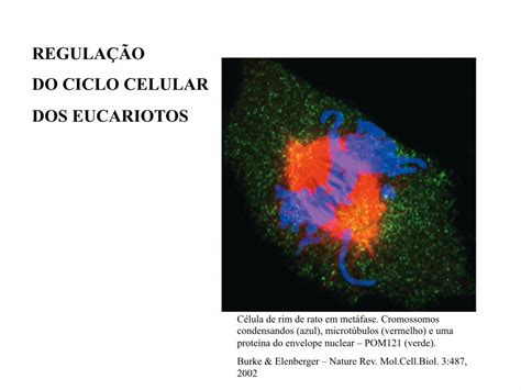 PDF REGULAÇÃO DO CICLO CELULAR e mitose DOS EUCARIOTOS cromossomos