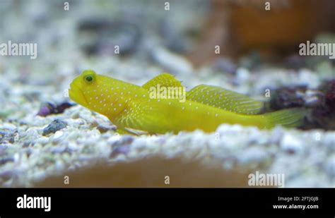Prawn Goby Stock Videos And Footage Hd And 4k Video Clips Alamy