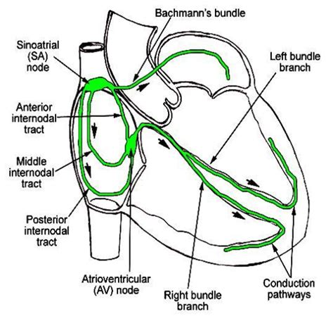 B C Conduction System Of Human Heart Download Scientific Diagram