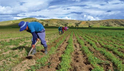 ¿a quién debo contactar para servicios consulares? 15 de mayo: Día del Agricultor en República Dominicana ...