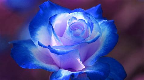 Blue Rose Flower Images Hd Wallpaper Beautiful Blue And White Flowers