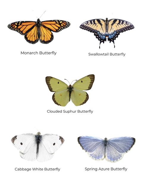 Printable Butterfly Identification Activity For Kids Jack Be Nimble Kids