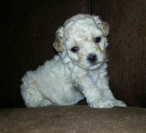 My French Poodle Miniature Puppy Mi French Poodle Tacita Cachorro