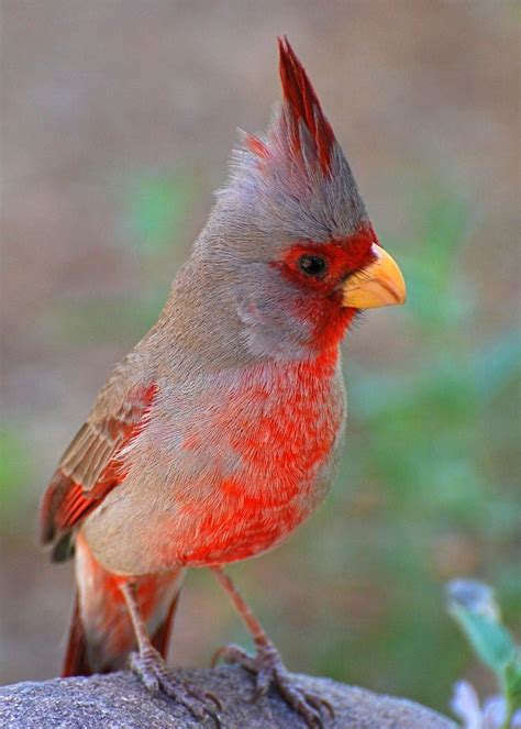 Birdfocus — Pyrrhuloxia Desert Cardinal Source Birds Cardinal