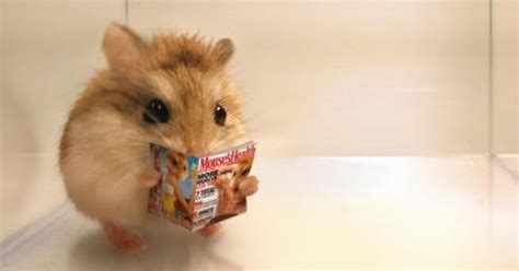 Hamster Holding Cross Meme Meme Baby