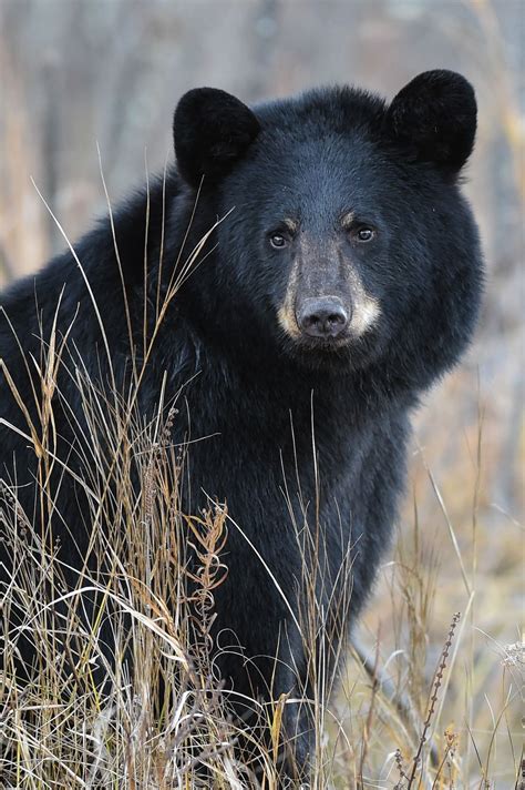 Wild North American Black Bear Portrait In Fall Golden Rods
