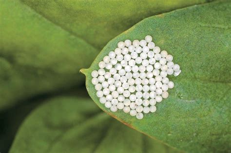 Butterfly Eggs On Leaves Butterfly Mania