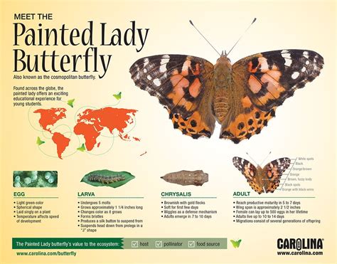 Painted Lady Butterfly Diagram