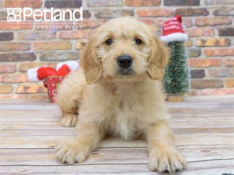 The goldendoodle is bred to be a family dog. Petland Florida has Miniature Goldendoodle puppies for ...
