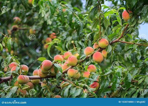 Ripe Peaches Hanging On The Tree In The Orchard Stock Photo Image Of