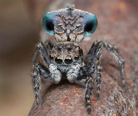 Seven New Species Of Peacock Spiders Have Been Discovered In The Coastal Areas Of Southeastern