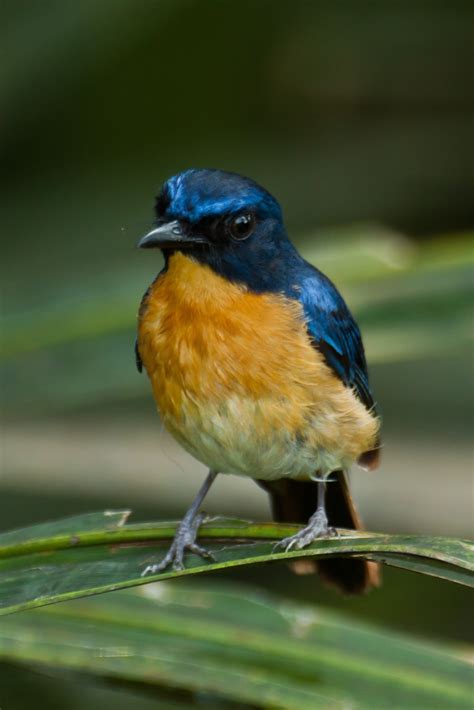 Marinduque Rising Exclusive Birdlife International 2020 Lists