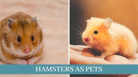 Best 10 Hamsters Facts Hamsters As Pets Zoological World