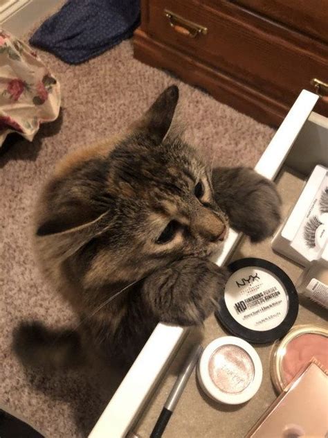 A Cat Is Sitting On The Floor Next To Some Makeup And Eyeliners In A Drawer
