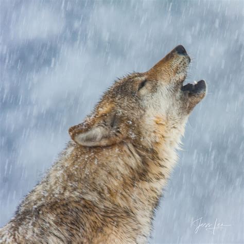 National Geographic Cover Photo Wolf Wolf Yellowstone Wyoming