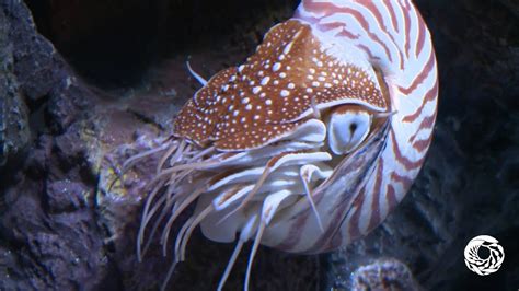 Chambered Nautilus Animals Monterey Bay Aquarium