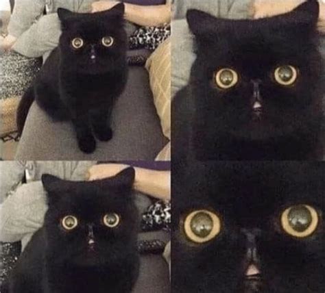 Astonished Cat Blank Template Imgflip