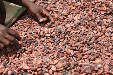 Ghana Aims To Secure 15bn To Improve Cocoa Production