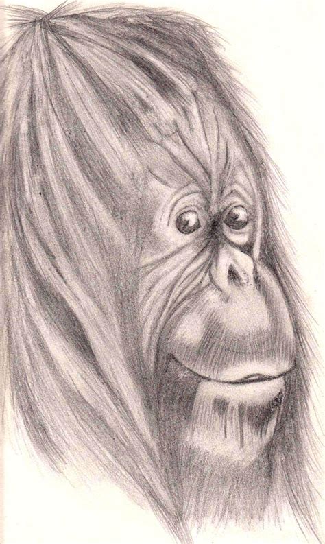 Orangutan By Jadiepopzz On Deviantart