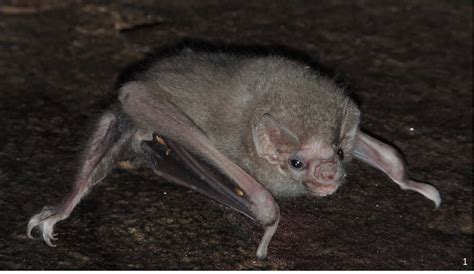 How We Discovered The Vampire Bats That Have Learned To Drink Human Blood