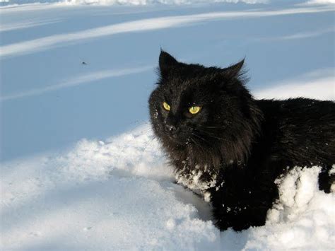 Black Norwegian Forest Cat Norwegian Forest Cat Fluffy Black Cat