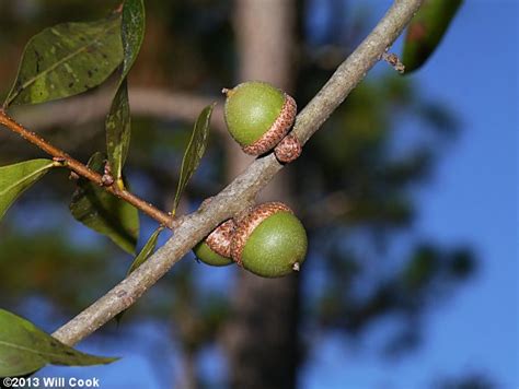 Sand Laurel Oak Darlington Oak Quercus Hemisphaerica