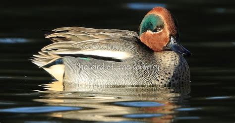 The Bird Of The Country Common Teal