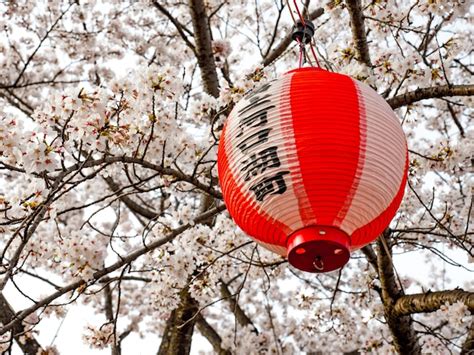A Lâmpada Japonesa Vermelha Pendura Na árvore Com A Flor De Cerejeira