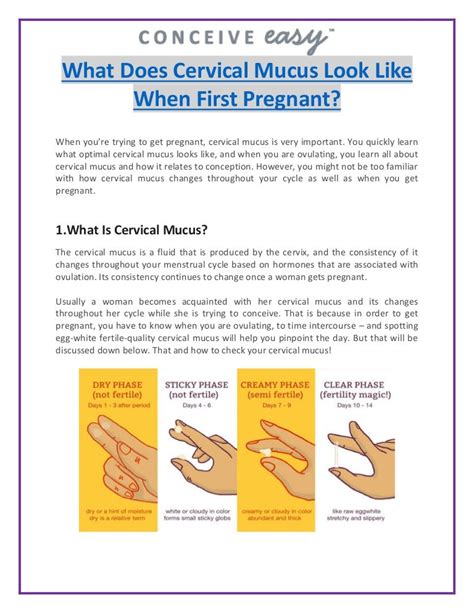 Cervical Mucus Stages