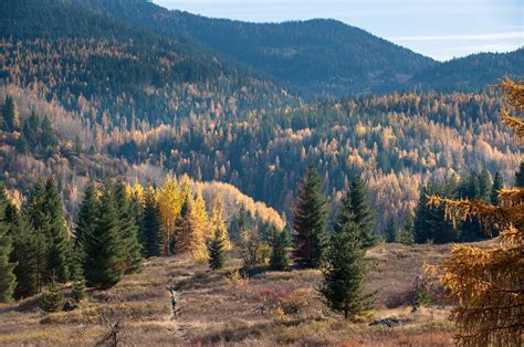 Little Known Fall Secrets Larches Of The Kootenays