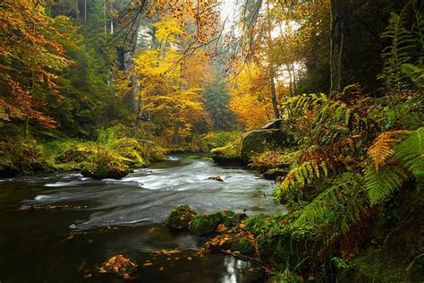 Hd Wallpaper Forest Trees Stones Moss River Wallpaper Flare