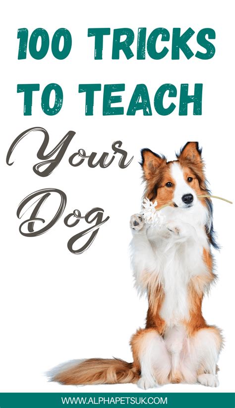 100 Tricks To Teach Your Dog Or Puppy Alpha Pets Uk