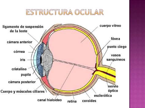 Anatomia Ocular Oftalmologia