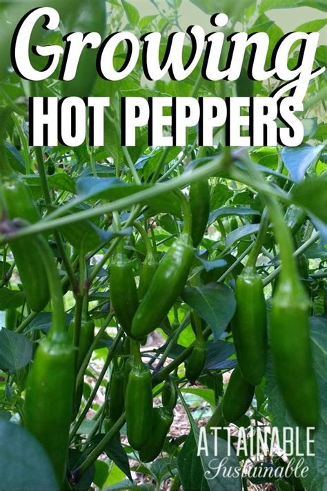 How To Grow Hot Peppers In The Garden In 2020 Growing Hot Pepper Stuffed Hot Peppers Growing