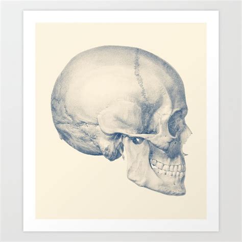 Full Human Skull Side View Vintage Anatomy Art Print By Vintage