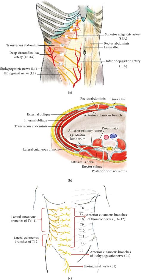 Figure 1 From Transversus Abdominis Plane Block An Updated Review Of Anatomy And Techniques