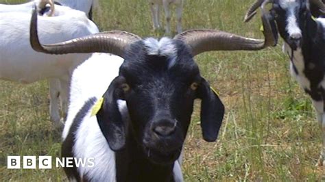 Fighting Fires With Goats Bbc News