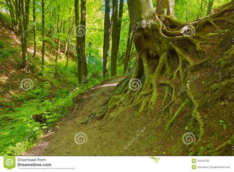 Way Green Forest Beech Roots Trees Nature Stock Photo Image Of