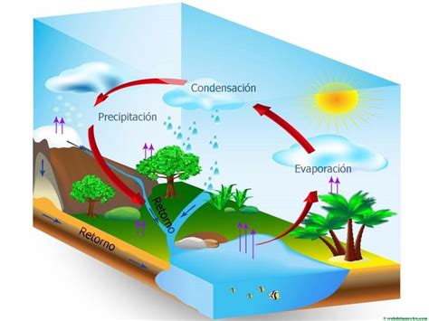 El Ciclo Del Agua Primaria Ciclo Del Agua Agua Y Proyecto Agua