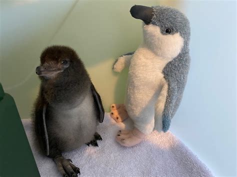 Cuteness Alert Rescued Blue Penguin Chick Ifp Group