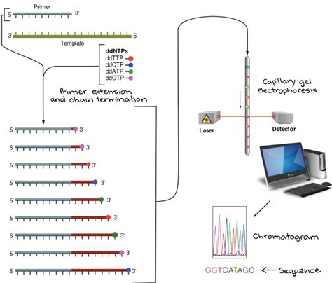 Whole Genome Sequencing Scienceaid